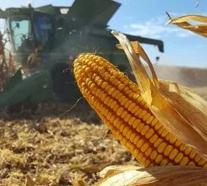Single Row Corn Harvester Mini Corn Harvester Price Straw Breaking Corn Machine
