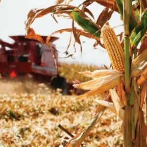 Single Row Corn Harvester Mini Corn Harvester Price Straw Breaking Corn Machine